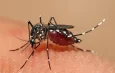 Pernambuco confirma 3ª morte por dengue; criança de 10 anos morava em Tabira, no Sertão