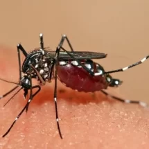 Pernambuco tem aumento no número de casos da dengue; saiba municípios em alerta
