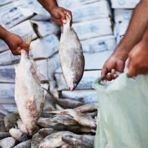 PREFEITURA DE CAETÉS DISTRIBUI 10 MIL QUILOS DE PEIXE