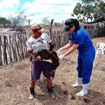 Pernambuco antecipa campanha de vacinação contra a febre aftosa