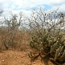 Governo de Pernambuco aponta redução de desmatamento na caatinga