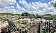 Adagro convoca produtores para atualizar o cadastro dos animais e das propriedades em Pernambuco