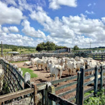 Adagro convoca produtores para atualizar o cadastro dos animais e das propriedades em Pernambuco