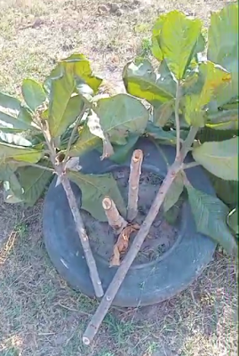 Vandalismo destrói dezenas de mudas de arvores plantadas ao redor de campo de futebol na cidade de Capoeiras